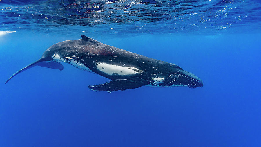 Humpback Whale Megaptera Novaeangliae #11 Photograph by Bruce Shafer