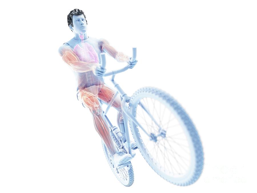 Illustration Of A Cyclist's Muscles Photograph by Sebastian Kaulitzki ...