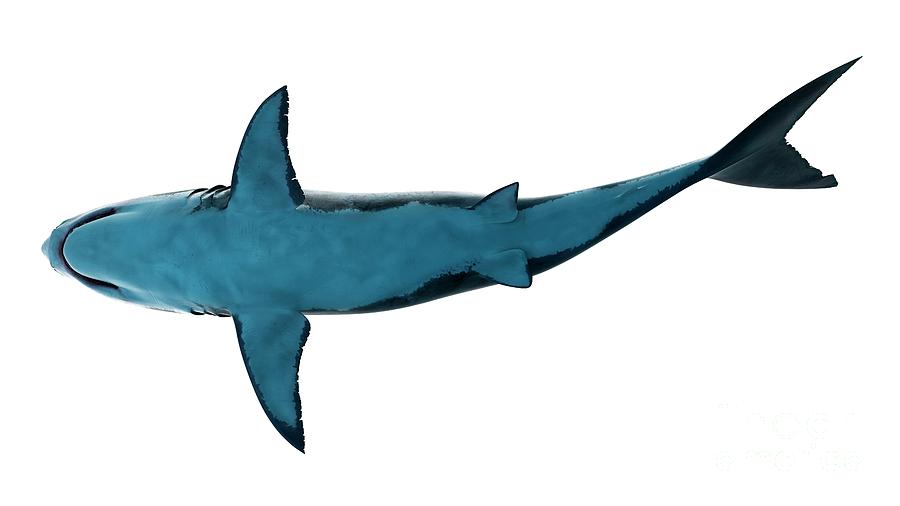 Animal Photograph - Illustration Of A Great White Shark 11 by Sebastian Kaulitzki/science Photo Library Animal Photograph - Illustration Of A Great White Shark 11 by Sebastian Kaulitzki/science Photo Library