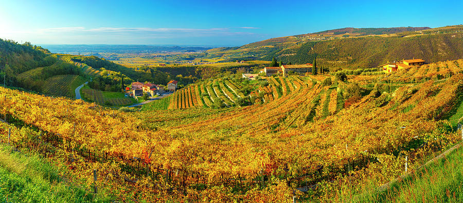 Italy, Veneto, Verona District, Valpolicella, Fumane, Typical Landscape, Vineyards #11 Digital Art by Olimpio Fantuz
