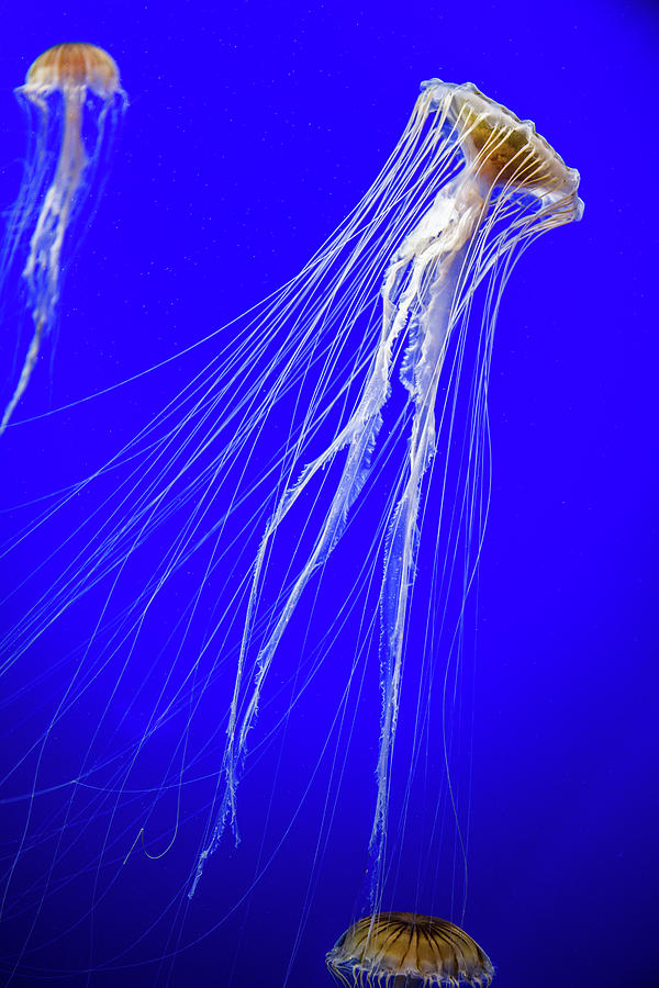 Japanese Jellyfish #11 Photograph by Kenny Thomas