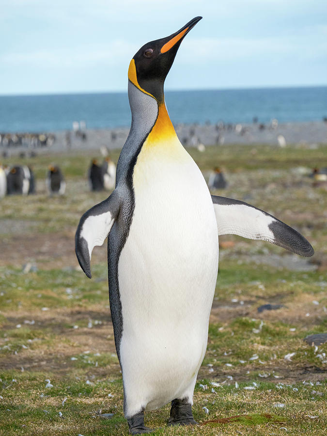 King Penguin Rookery In St Photograph by Martin Zwick - Pixels