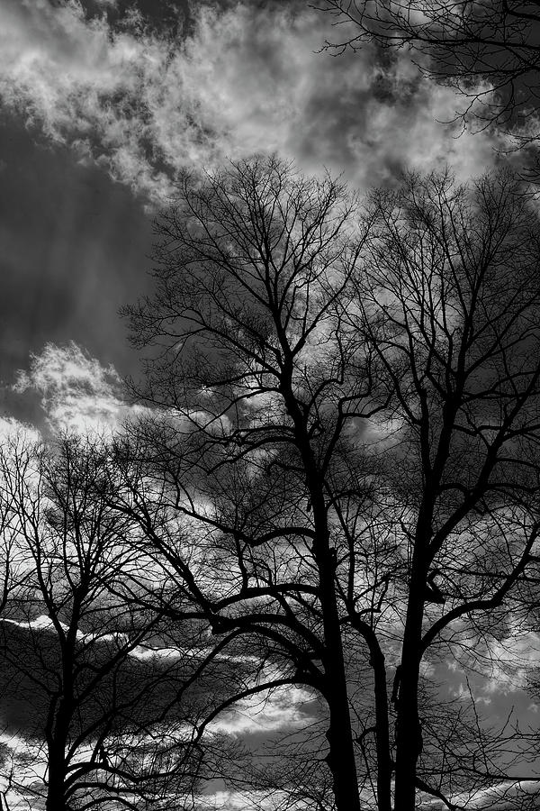 Late Afternoon Clouds Sky and Trees #11 Photograph by Robert Ullmann