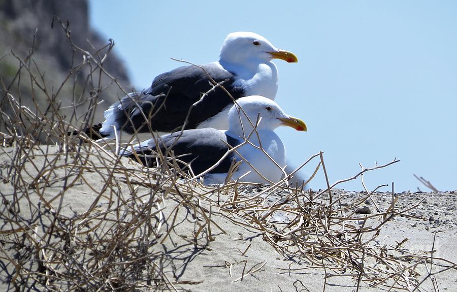 11 - Lesser Black-backed Gulls Adults Photograph by Linda Vanoudenhaegen