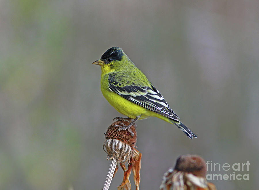 Lesser Goldfinch #11 Photograph by Gary Wing