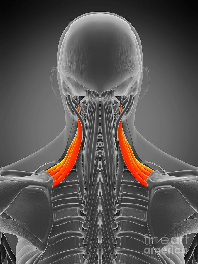 Levator Scapularis Muscle Photograph by Sebastian Kaulitzki/science ...