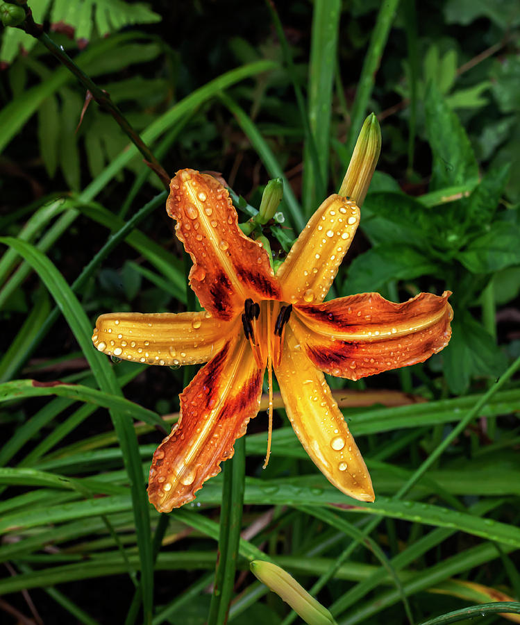 Lily and Raindrops #11 Photograph by Robert Ullmann