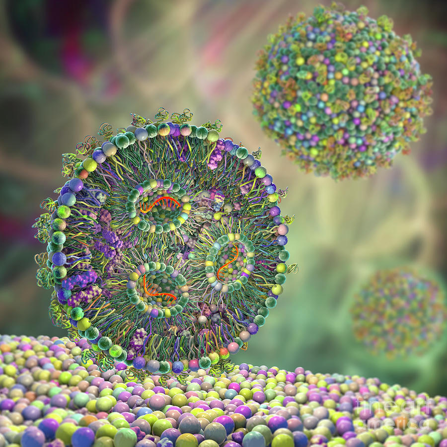 Lipid Nanoparticle Mrna Vaccine #11 Photograph by Kateryna Kon/science ...