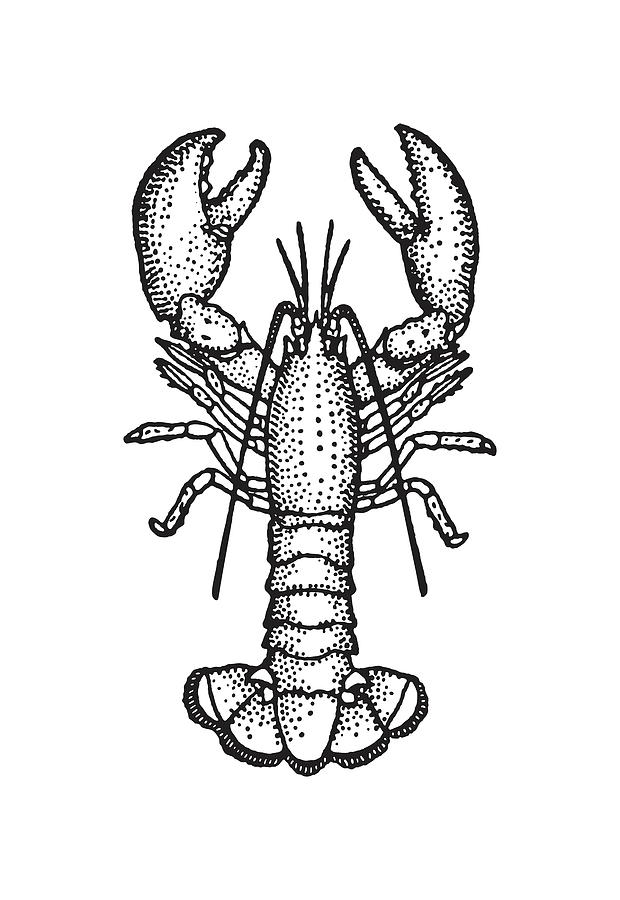 Black And White Drawing - Lobster #11 by CSA Images