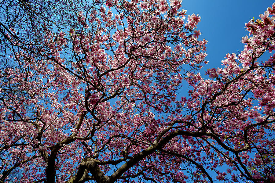 Magnolia Tree #11 Photograph by Robert Ullmann