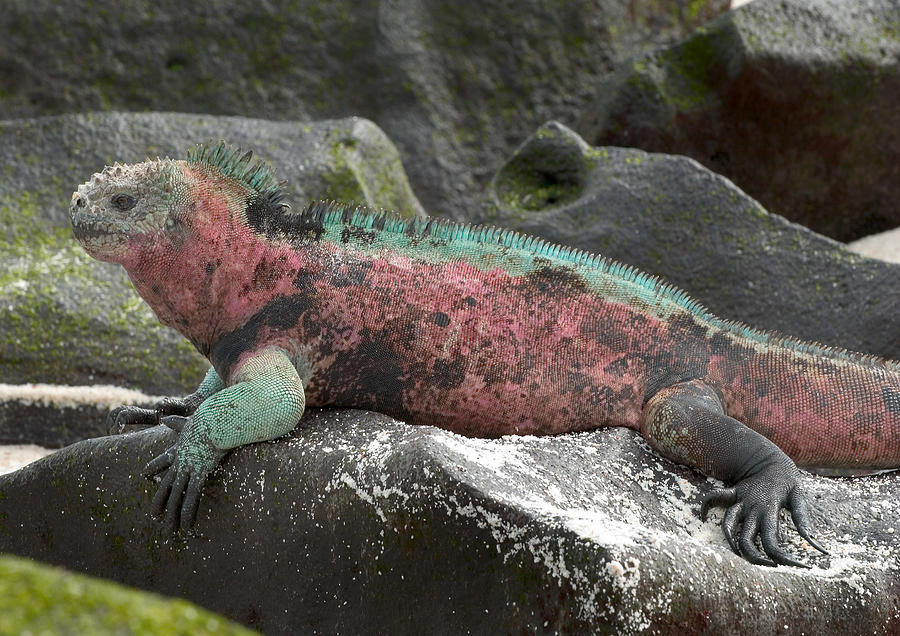 Reptile Photograph - Marine Iguana #11 by Michael Lustbader