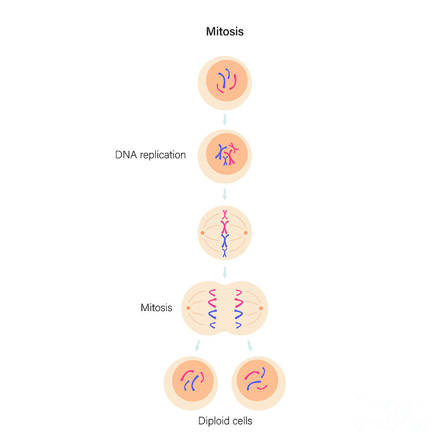 Mitosis Photograph by Pikovit / Science Photo Library - Fine Art America