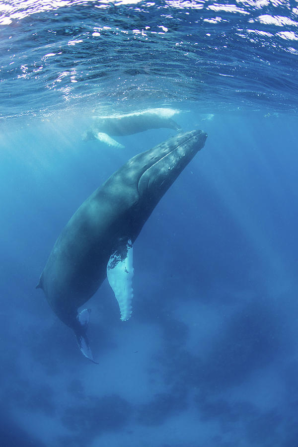 Mother And Calf Humpback Whales Swim Photograph by Ethan Daniels - Fine ...