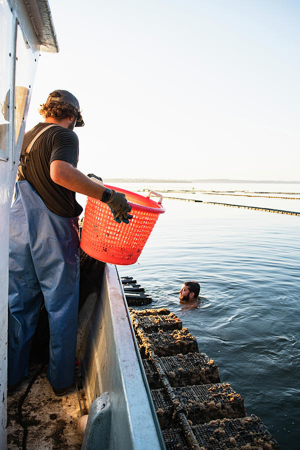 Nature Photograph - Oyster Harvesting At Sunrise On Narragansett Bay #11 by Cavan Images / Cate Brown