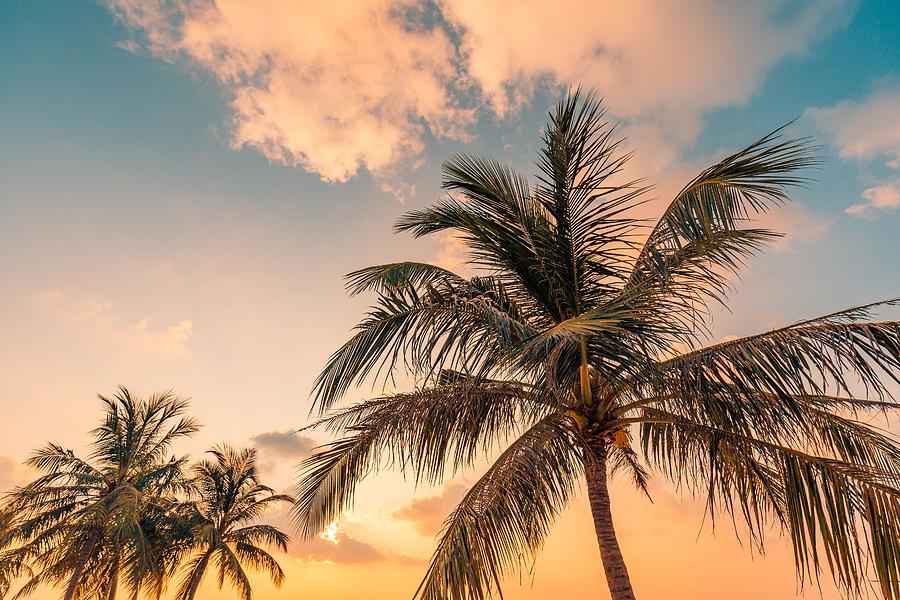 Jungle Photograph - Palm Trees With Sky In The Background #11 by Levente Bodo