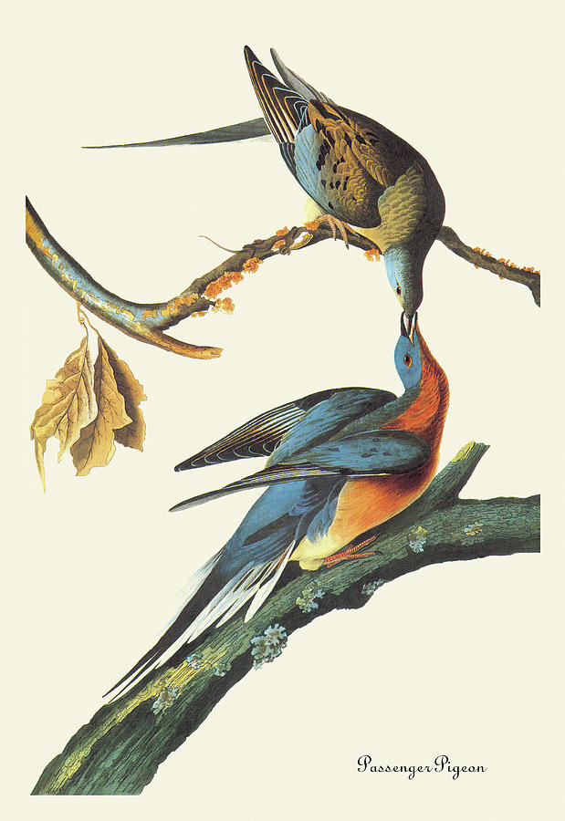 Passenger Pigeon Painting by John James Audubon - Fine Art America