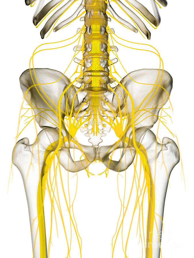 Pelvic Nerves Photograph by Sebastian Kaulitzki/science Photo Library ...