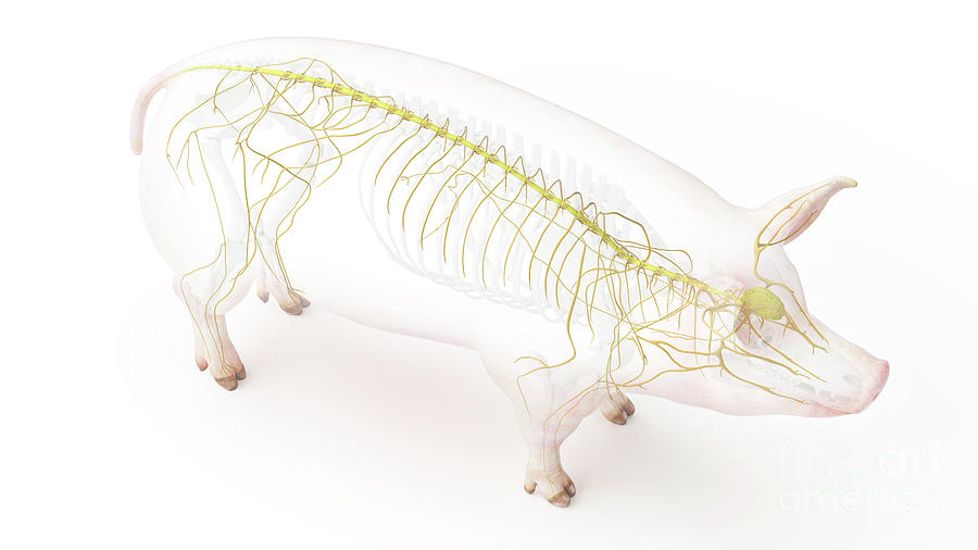 pig-nervous-system-photograph-by-sebastian-kaulitzki-science-photo