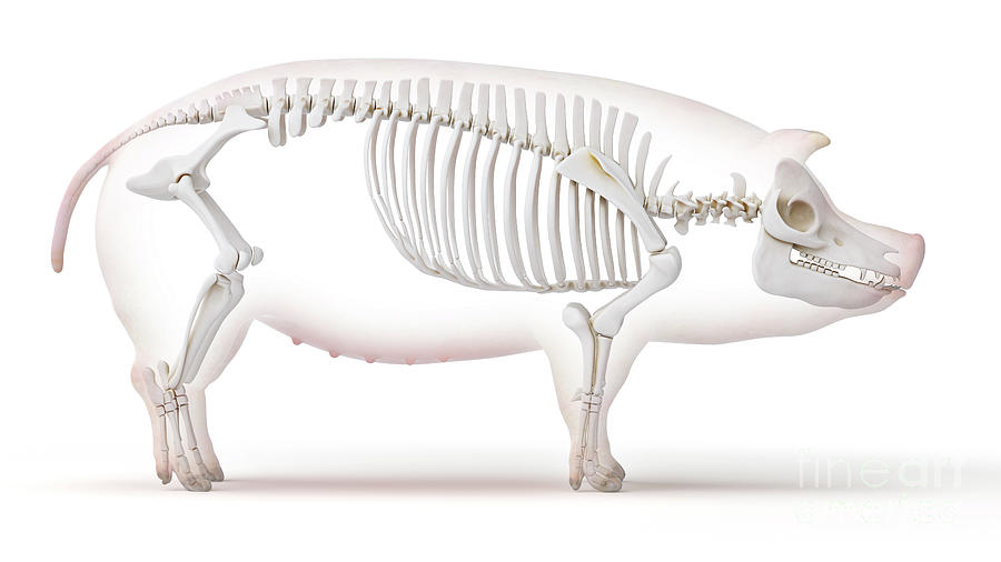 Pig Skeleton #11 Photograph by Sebastian Kaulitzki/science Photo Library