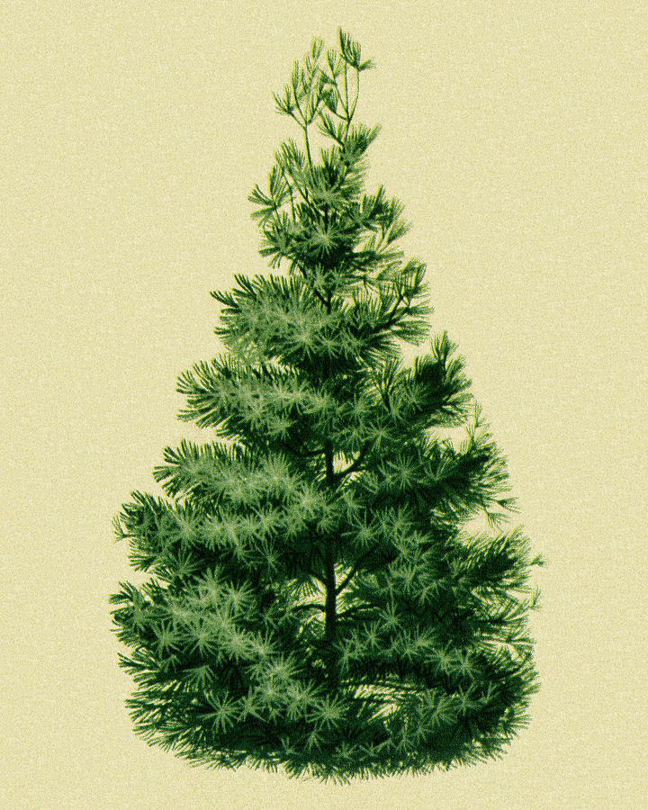 Christmas Drawing - Pine Tree #11 by CSA Images