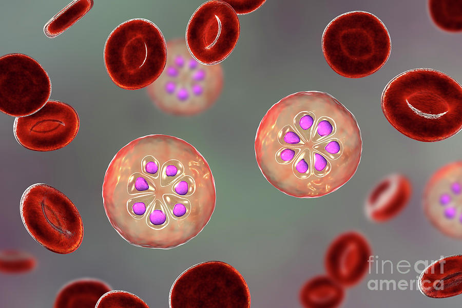 Plasmodium Malariae Inside Red Blood Cell #11 Photograph by Kateryna Kon/science Photo Library