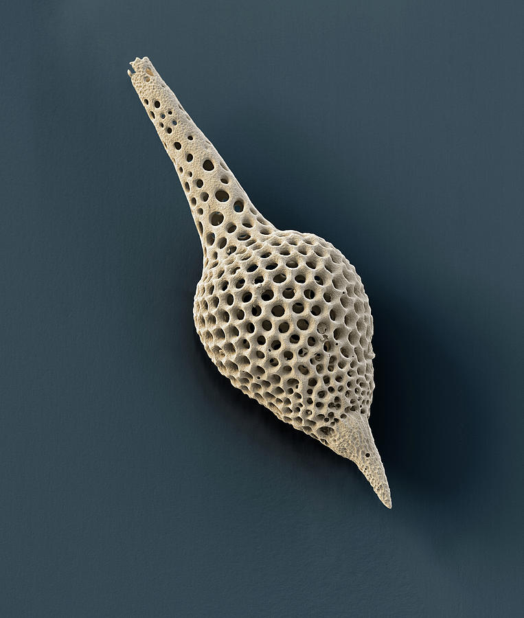 Radiolarian, Sem #11 Photograph by Oliver Meckes EYE OF SCIENCE