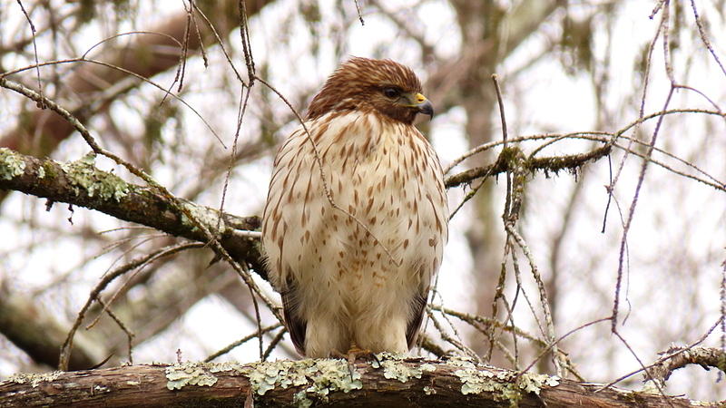 Red-Shouldered Hawk by Betty Berard Red-Shouldered Hawk by Betty Berard