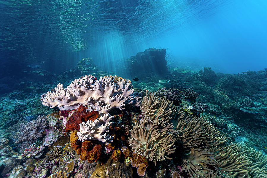 Reef Scene In Halmahera, Indonesia #11 Photograph by Bruce Shafer