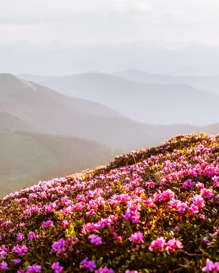 Summer Photograph - Rhododendron Flowers Covered Mountains #11 by Ivan Kmit