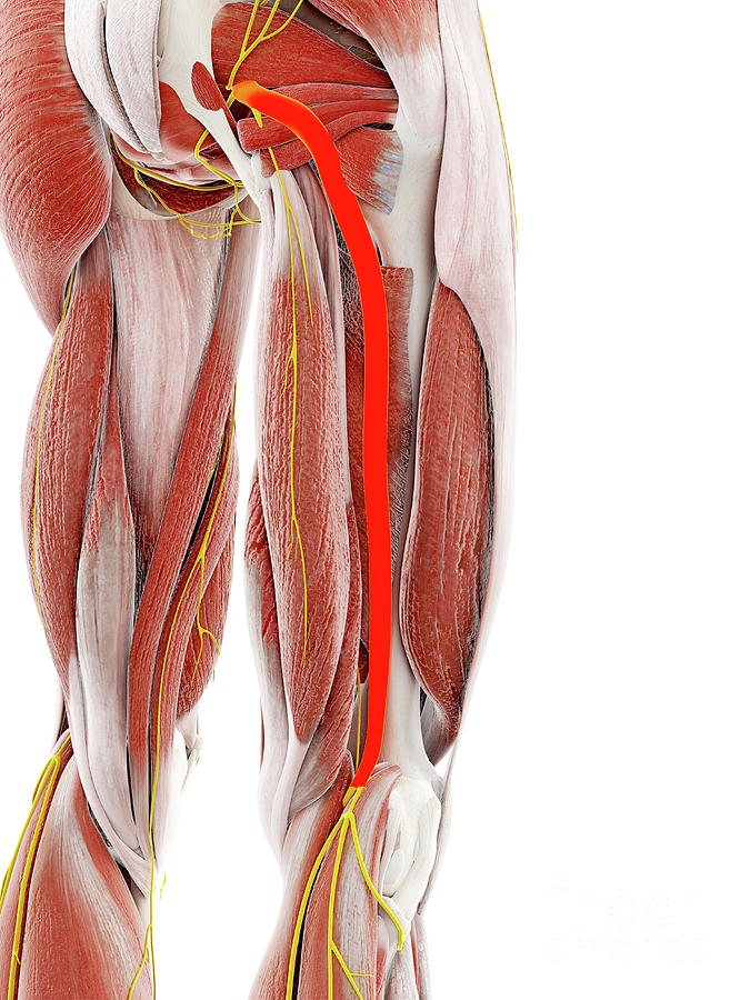 Sciatic Nerve Photograph by Sebastian Kaulitzki/science Photo Library ...