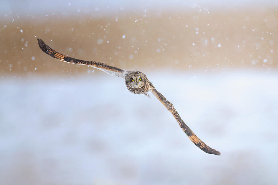 Owl Photograph - Short-eared Owl #11 by Tao Huang