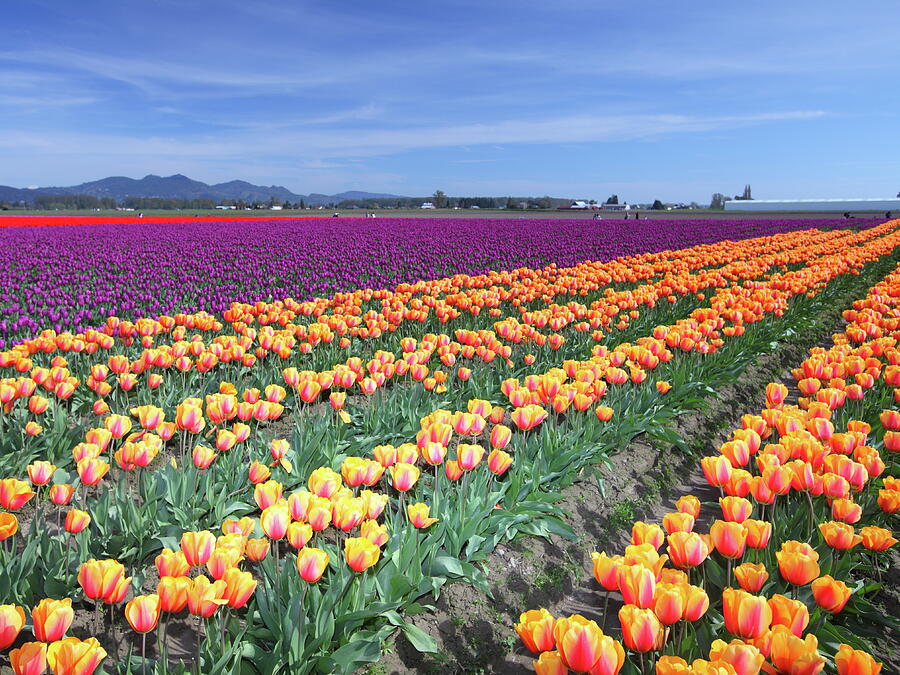 Skagit Valley Tulip Festival, 12, Mt. Vernon, WA Photograph by Alex ...