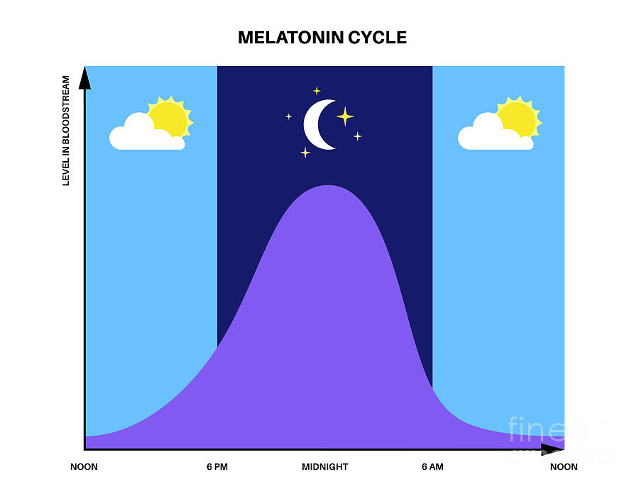 Sleep Wake Cycle #11 Photograph By Pikovit / Science Photo Library - Pixels