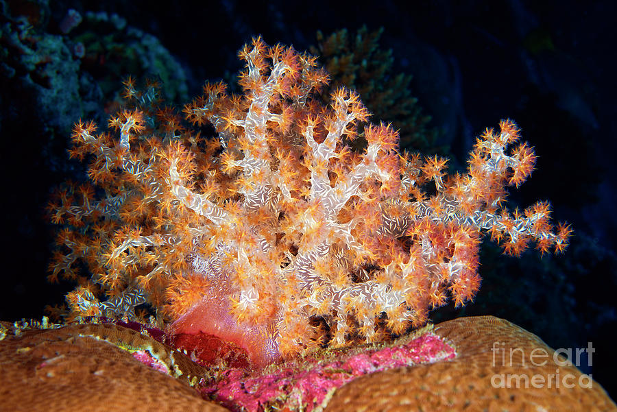 Soft Coral #11 Photograph by Alexander Semenov/science Photo Library