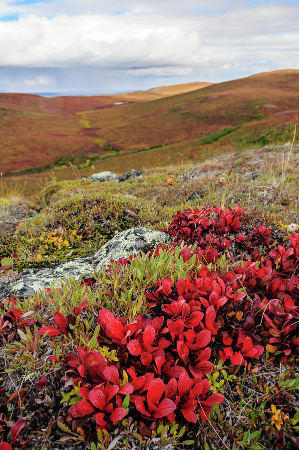 USA, Alaska, Noatak National Preserve Photograph by Fredrik Norrsell ...