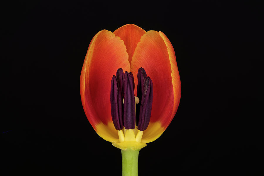 Tulip Photograph - USA, Washington State, Bellingham #11 by Jaynes Gallery