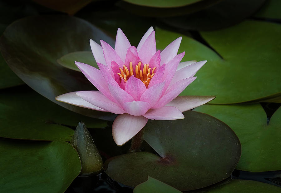 Water Lily also called Lotus flower. Photograph by Michael