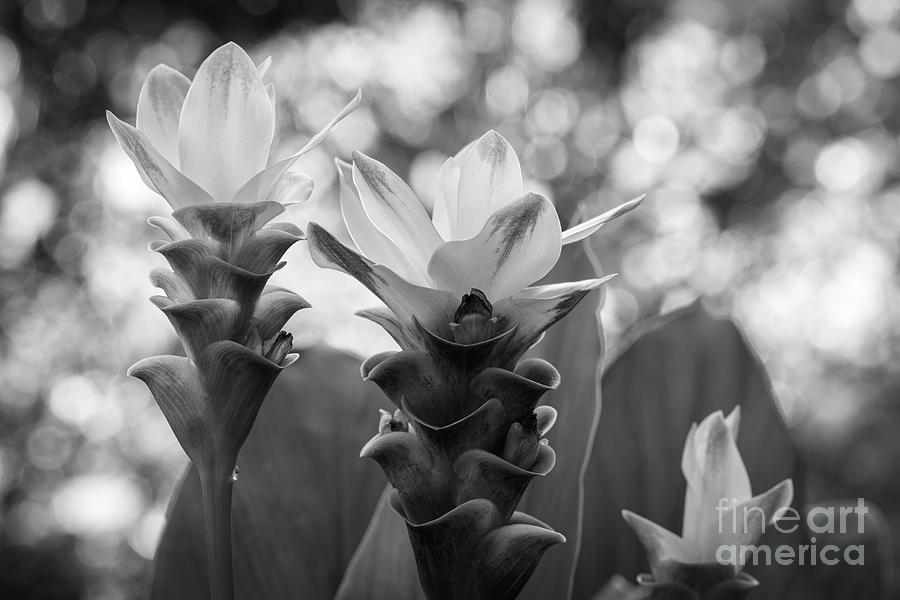 White Curcuma Flower #11 Photograph by Raul Rodriguez