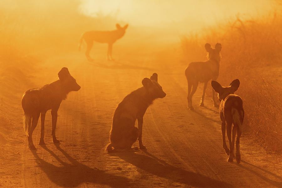 Mammal Photograph - Wild Dog (lycaon Pictus). Hoedspruit #11 by Roger De La Harpe