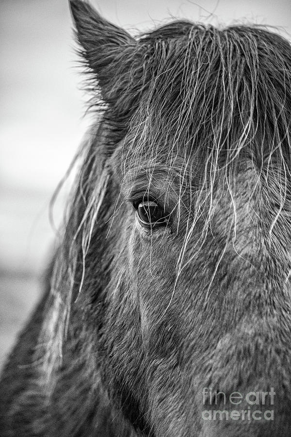 Wild Icelandic Horses Photograph