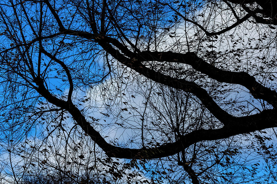 Winter Sky and Trees #11 Photograph by Robert Ullmann