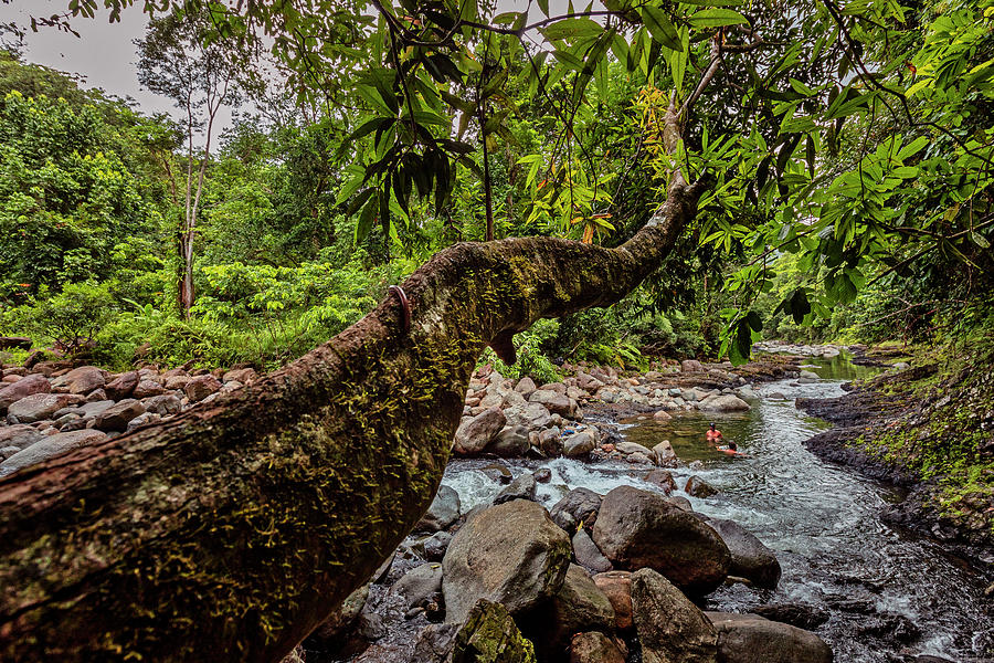 Yunque, Natl Forest, Puerto Rico #11 Digital Art by Claudia Uripos