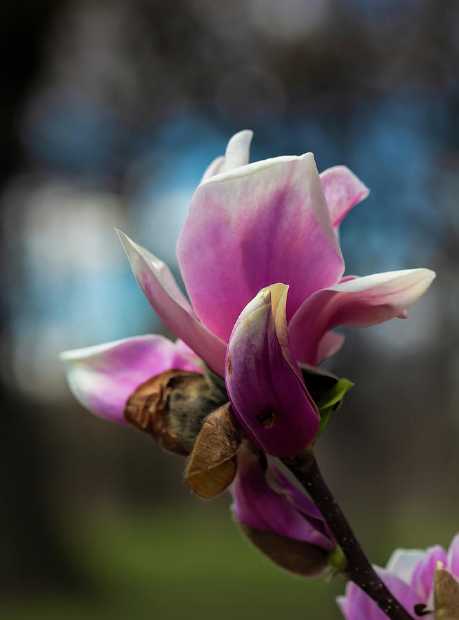 Magnolia Blossoms #113 Photograph by Robert Ullmann