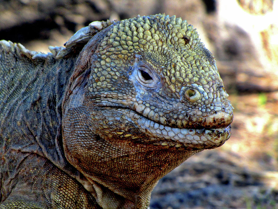 Galapagos Islands Ecuador #114 Photograph by Paul James Bannerman