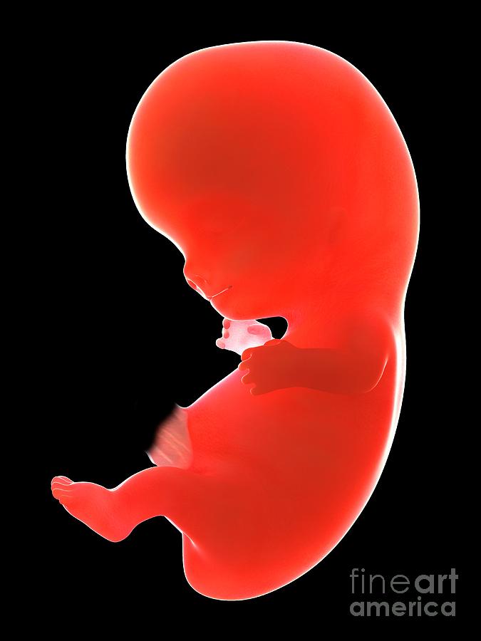 Embryo Photograph - Illustration Of A Human Foetus #114 by Sebastian Kaulitzki/science Photo Library