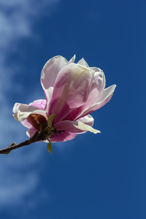 Magnolia Blossoms #114 Photograph by Robert Ullmann