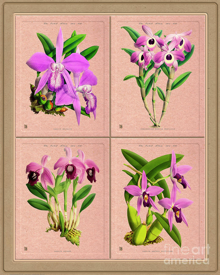Orchids Quatro Classic Collage Digital Art
