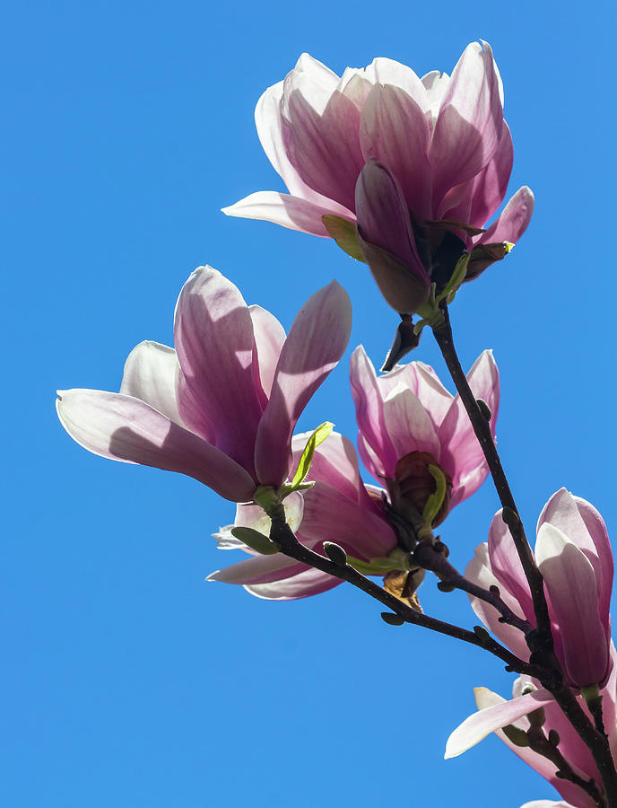 Magnolia Blossoms #115 Photograph by Robert Ullmann