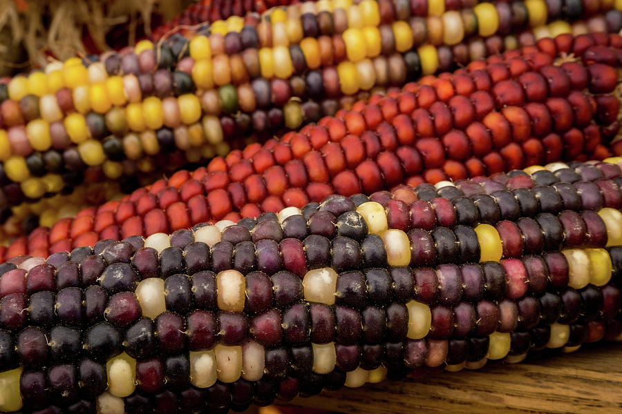 Fall Photograph - 1159 - Decorative Corn by Seth Dochter