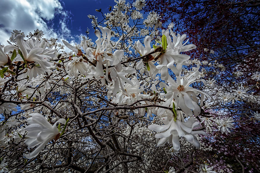 Magnolia Blossoms #116 Photograph by Robert Ullmann